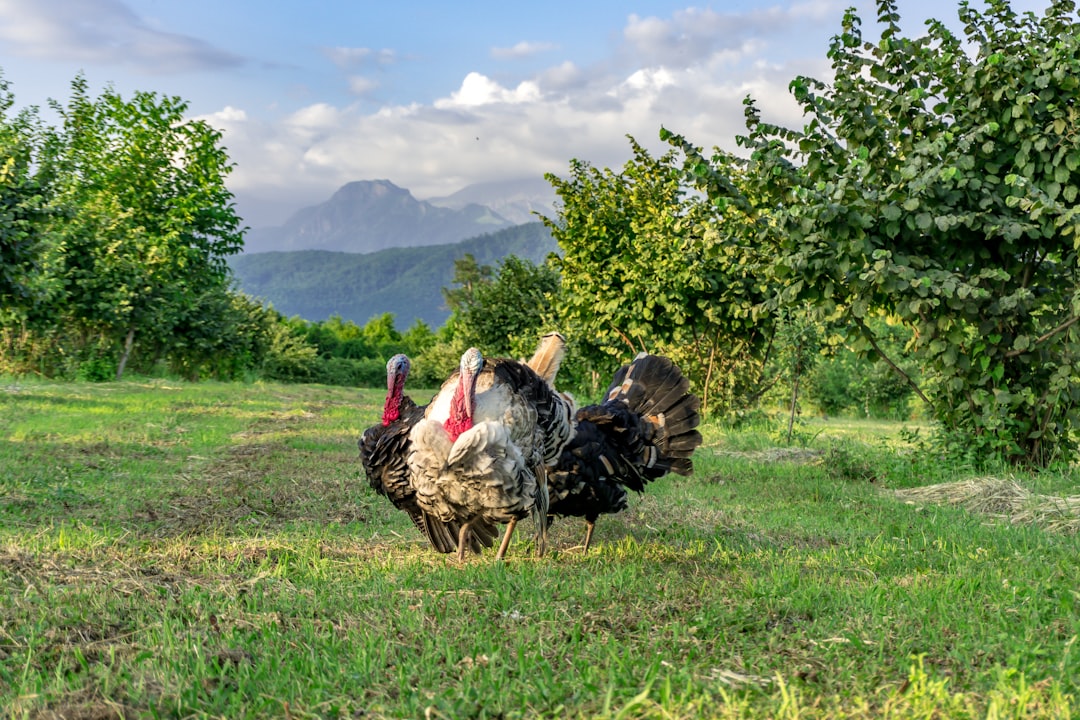 Türkiye Doğal Kaynaklar